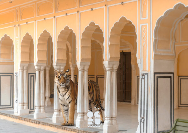 Halls of the Wild King