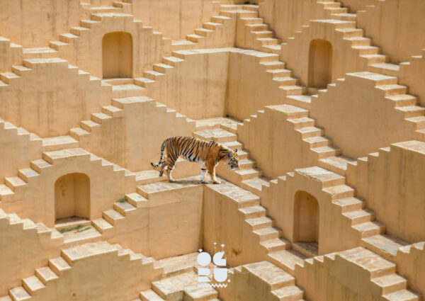 The Geometry of Instinct