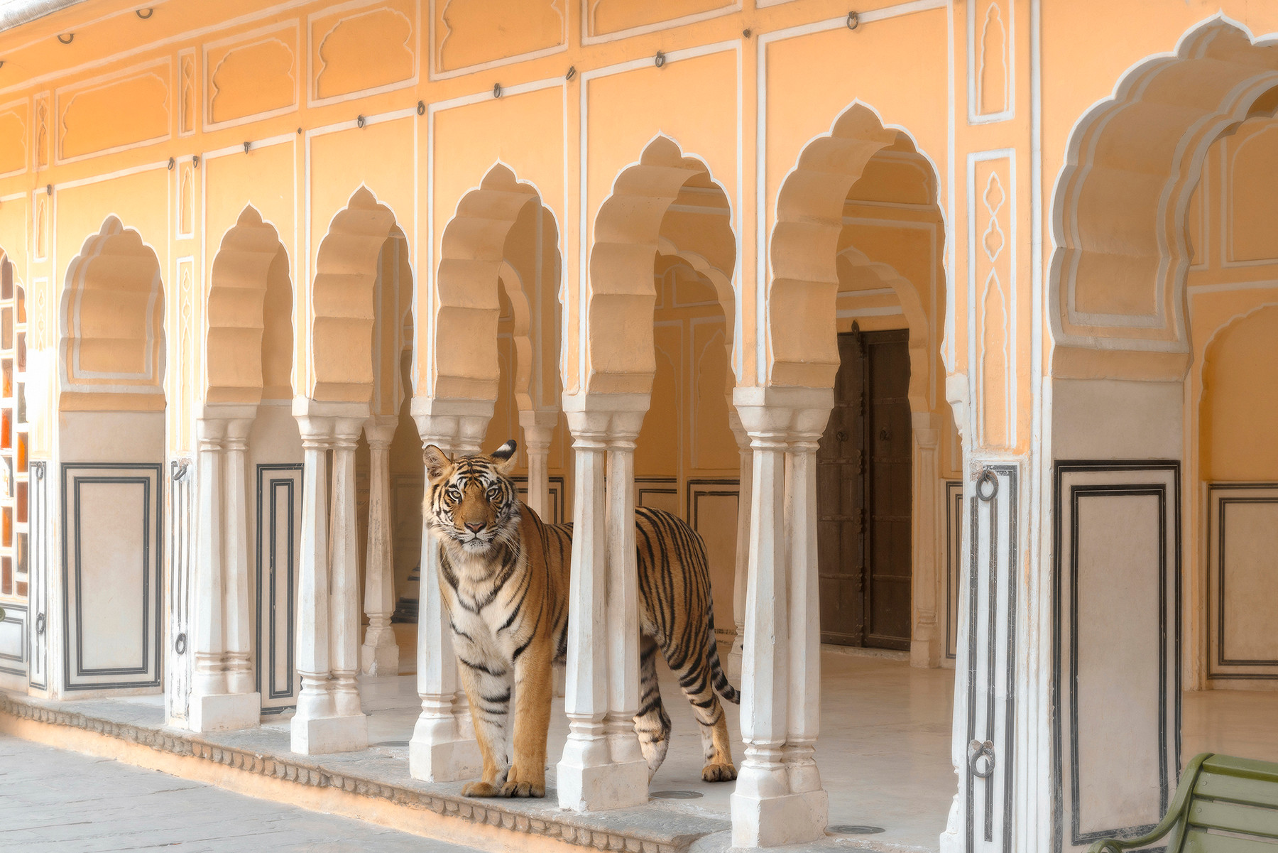 A tiger standing among the carved arches of a Jaipur palace – OgruStudios digital art